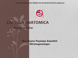 Hueso maxilar
CÁPSULA ANATOMICA
Dra. Reyna Payamps Espaillat
RII-Imagenología
Centro De Educación Médica De Amistad Domínico-japonesa
 