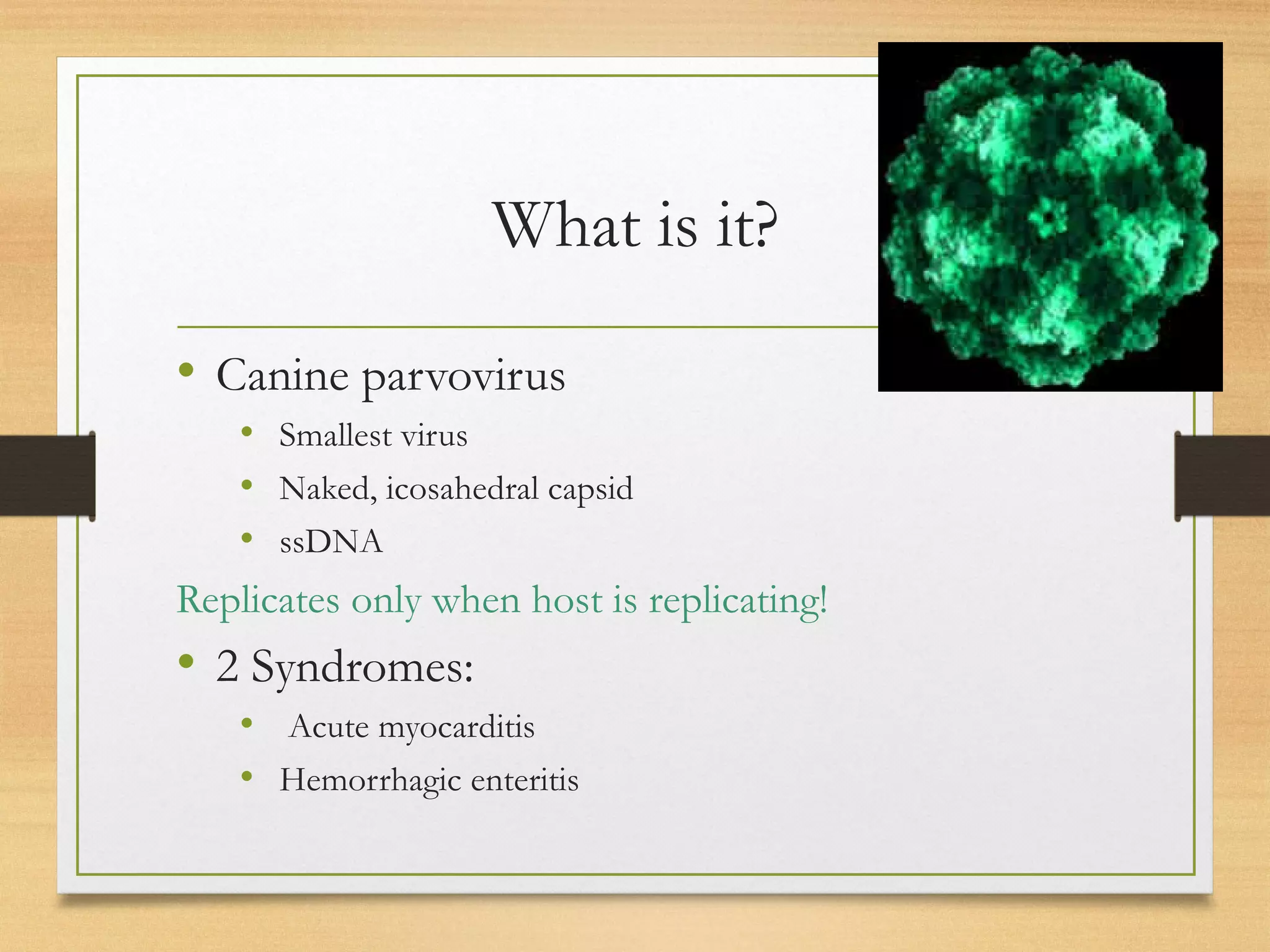 Canin parvovirus disease | PPT