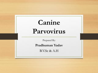 Canine
Parvovirus
Prepared By:
Pradhuman Yadav
B.V.Sc & A.HB.V.Sc & A.H
 