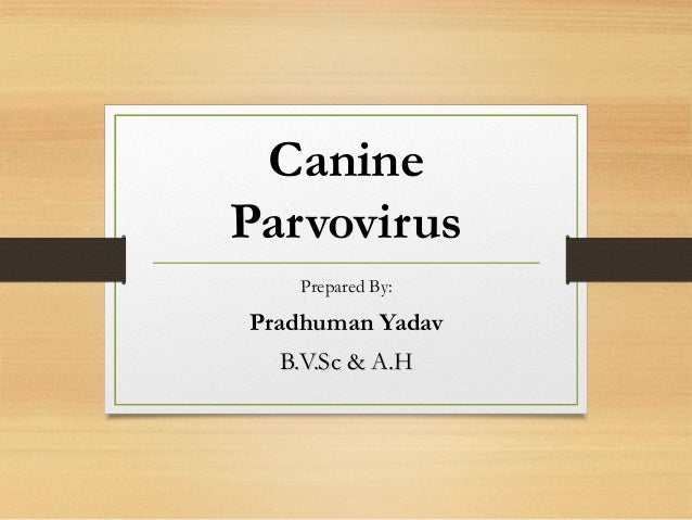 canine parvovirus ppt