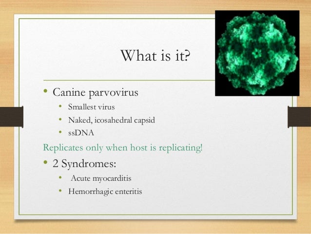 canine parvovirus ppt