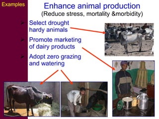 Strategies for improving livestock water productivity or moving beyond the elephant’s trunk