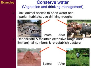 Strategies for improving livestock water productivity or moving beyond the elephant’s trunk