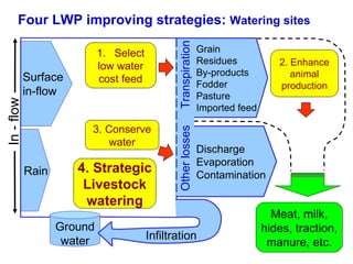 Strategies for improving livestock water productivity or moving beyond the elephant’s trunk
