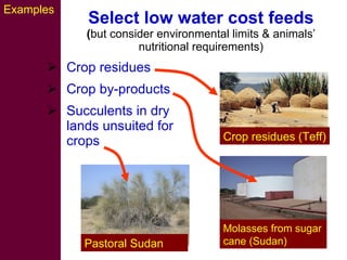 Strategies for improving livestock water productivity or moving beyond the elephant’s trunk