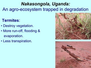 Integrating the unusual (livestock and ???)