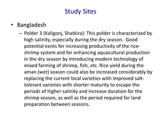 Study Sites
• Bangladesh
– Polder 3 (Kaligonj, Shatkira): This polder is characterized by
high salinity, especially during the dry season. Good
potential exists for increasing productivity of the rice-
shrimp system and for enhancing aquacultural production
in the dry season by introducing modern technology of
mixed farming of shrimp, fish, etc. Rice yield during the
aman (wet) season could also be increased considerably by
replacing the current local varieties with improved salt-
tolerant varieties with shorter maturity to escape the
periods of higher salinity and increase duration for the
shrimp season, as well as the period required for land
preparation between seasons.
 