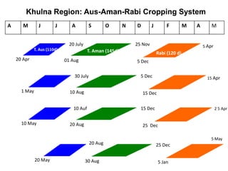 20 Apr
20 July
01 Aug
25 Nov 5 Apr
Rabi (120 d)
5 Dec
T. Aman (145d)T. Aus (110d)
A M J J A S O N D J F M A M
Khulna Region: Aus-Aman-Rabi Cropping System
1 May
30 July
10 Aug
5 Dec 15 Apr
15 Dec
10 May
10 Auf
20 Aug
15 Dec 2 5 Apr
25 Dec
20 May
20 Aug
30 Aug
25 Dec
5 May
5 Jan
 