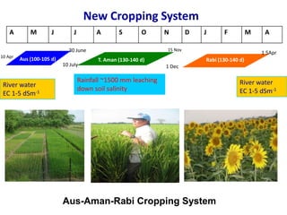 New Cropping System
10 Apr
30 June
10 July
15 Nov
1 5Apr
Rabi (130-140 d)
1 Dec
T. Aman (130-140 d)Aus (100-105 d)
A M J J A S O N D J F M A
Rainfall ~1500 mm leaching
down soil salinity
River water
EC 1-5 dSm-1
River water
EC 1-5 dSm-1
Aus-Aman-Rabi Cropping System
 