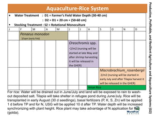Productive,Profitable,andResilientAgricultureandAquacultureSystems(G2)
Aquaculture-Rice System
Water Treatment : D1 = Farmer’s Field Water Depth (30-40 cm)
: D2 = D1 + 20 cm = (50-60 cm)
 Stocking Treatment : S2 = Rotational Monoculture
J F M A M J J A S O N D
Penaeus monodon
3/sqm (early Feb)
Oreochromis spp.
-2/m2 (nursing will be
started at late May and
after shrimp harvesting
it will be released in
the GHER)
Macrobrachium_rosenbergii
2/m2 (nursing will be started in
early July and after Tilapia harvest it
will be released in the GHER)
Aman Rice
For rice: Water will be drained out in June/July and land will be exposed to rain to wash-
out deposited salt. Tilapia will take shelter in refugee pond during June/July. Rice will be
transplanted in early August (30 d seedlings), basal fertilizers (P, K, S, Zn) will be applied
1 d before TP and for N, USG will be applied 10 d after TP. Water depth will be increased
synchronizing with plant height. Rice plant may take advantage of N application for fish
(golda).
 