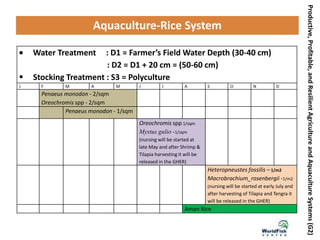 Productive,Profitable,andResilientAgricultureandAquacultureSystems(G2)
Aquaculture-Rice System
Water Treatment : D1 = Farmer’s Field Water Depth (30-40 cm)
: D2 = D1 + 20 cm = (50-60 cm)
 Stocking Treatment : S3 = Polyculture
J F M A M J J A S O N D
Penaeus monodon - 2/sqm
Oreochromis spp - 2/sqm
Penaeus monodon - 1/sqm
Oreochromis spp 1/sqm
Mystus gulio -1/sqm
(nursing will be started at
late May and after Shrimp &
Tilapia harvesting it will be
released in the GHER)
Heteropneustes fossilis – 1/m2
Macrobrachium_rosenbergii -1/m2
(nursing will be started at early July and
after harvesting of Tilapia and Tengra it
will be released in the GHER)
Aman Rice
 