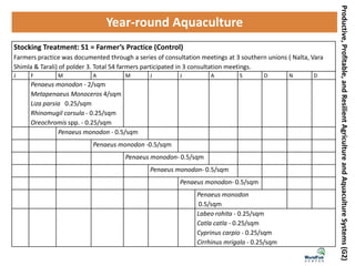 Productive,Profitable,andResilientAgricultureandAquacultureSystems(G2)
Year-round Aquaculture
Stocking Treatment: S1 = Farmer’s Practice (Control)
Farmers practice was documented through a series of consultation meetings at 3 southern unions ( Nalta, Vara
Shimla & Tarali) of polder 3. Total 54 farmers participated in 3 consultation meetings.
J F M A M J J A S O N D
Penaeus monodon - 2/sqm
Metapenaeus Monoceros 4/sqm
Liza parsia 0.25/sqm
Rhinomugil corsula - 0.25/sqm
Oreochromis spp. - 0.25/sqm
Penaeus monodon - 0.5/sqm
Penaeus monodon -0.5/sqm
Penaeus monodon- 0.5/sqm
Penaeus monodon- 0.5/sqm
Penaeus monodon- 0.5/sqm
Penaeus monodon
0.5/sqm
Labeo rohita - 0.25/sqm
Catla catla - 0.25/sqm
Cyprinus carpio - 0.25/sqm
Cirrhinus mrigala - 0.25/sqm
 