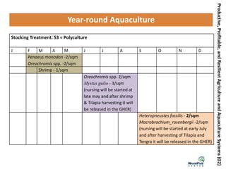 Productive,Profitable,andResilientAgricultureandAquacultureSystems(G2)
Year-round Aquaculture
Stocking Treatment: S3 = Polyculture
J F M A M J J A S O N D
Penaeus monodon -2/sqm
Oreochromis spp. -2/sqm
Shrimp - 1/sqm
Oreochromis spp. 2/sqm
Mystus gulio - 3/sqm
(nursing will be started at
late may and after shrimp
& Tilapia harvesting it will
be released in the GHER)
Heteropneustes fossilis - 2/sqm
Macrobrachium_rosenbergii -2/sqm
(nursing will be started at early July
and after harvesting of Tilapia and
Tengra it will be released in the GHER)
 