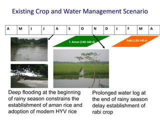 Existing Crop and Water Management Scenario
A M J J A S O N D J F M A
T. Aman (140-160 d) Rabi (130-140 d)
Deep flooding at the beginning
of rainy season constrains the
establishment of aman rice and
adoption of modern HYV rice
Prolonged water log at
the end of rainy season
delay establishment of
rabi crop
 