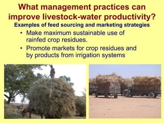 Nile Basin water productivity: Developing a shared vision for livestock production