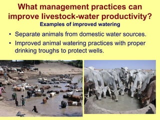 Nile Basin water productivity: Developing a shared vision for livestock production