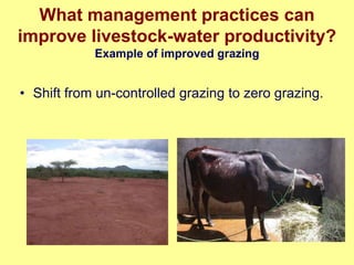 Nile Basin water productivity: Developing a shared vision for livestock production