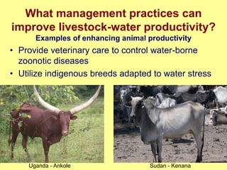 Nile Basin water productivity: Developing a shared vision for livestock production