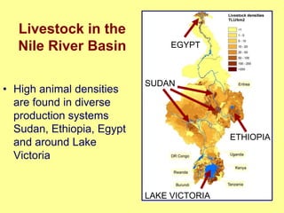 Nile Basin water productivity: Developing a shared vision for livestock production