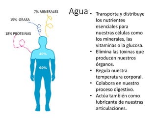 Agua • Transporta y distribuye
los nutrientes
esenciales para
nuestras células como
los minerales, las
vitaminas o la glucosa.
• Elimina las toxinas que
producen nuestros
órganos.
• Regula nuestra
temperatura corporal.
• Colabora en nuestro
proceso digestivo.
• Actúa también como
lubricante de nuestras
articulaciones.
18% PROTEINAS
15% GRASA
7% MINERALES
 