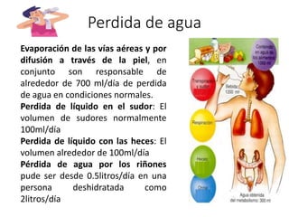 Perdida de agua
Evaporación de las vías aéreas y por
difusión a través de la piel, en
conjunto son responsable de
alrededor de 700 ml/día de perdida
de agua en condiciones normales.
Perdida de líquido en el sudor: El
volumen de sudores normalmente
100ml/día
Perdida de líquido con las heces: El
volumen alrededor de 100ml/día
Pérdida de agua por los riñones
pude ser desde 0.5litros/día en una
persona deshidratada como
2litros/día
 