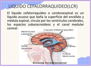 LIQUIDO CEFALORRAQUIDEO(LCR)
El líquido cefalorraquídeo o cerebroespinal es un
líquido acuoso que baña la superficie del encéfalo y
médula espinal, circula por los ventrículos cerebrales,
los espacios subaracnoideos y el canal medular
central.
 