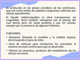 Es producido en los plexos coroideos de los ventrículos,
que son como ovillos de capilares sanguíneos cubiertos por
células ependimales.
El líquido cefalorraquídeo es claro transparente, no
coagulable, tiene también semejanza con el plasma del
cual deriva pero sin tanta proteína y casi sin células,
excepto por la presencia de algunos linfocitos.
FUNCIONES:
• Mantener flotando el encéfalo y la médula espinal,
disminuyendo el peso de ellos.
• Sirve de vehículo para transportar los nutrientes al
sistema nervioso central para que se desarrolle.
• Elimina los desechos, producto del metabolismo de las
células nerviosas.
 