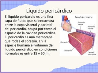 Líquido pericárdico
El liquido pericardio es una fina
capa de fluido que se encuentra
entre la capa visceral y parietal
del pericardio, ocupa por tanto el
espacio de la cavidad pericárdica.
El pericardio es una membrana
que rodea el corazón. En la
especie humana el volumen de
líquido pericárdico en condiciones
normales es entre 15 y 50 ml.
 