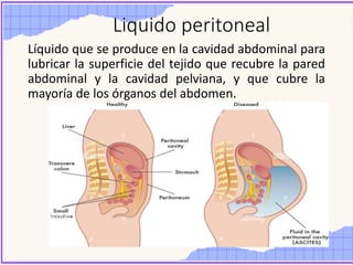 Liquido peritoneal
Líquido que se produce en la cavidad abdominal para
lubricar la superficie del tejido que recubre la pared
abdominal y la cavidad pelviana, y que cubre la
mayoría de los órganos del abdomen.
 