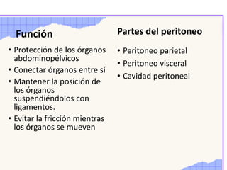 Función
• Protección de los órganos
abdominopélvicos
• Conectar órganos entre sí
• Mantener la posición de
los órganos
suspendiéndolos con
ligamentos.
• Evitar la fricción mientras
los órganos se mueven
Partes del peritoneo
• Peritoneo parietal
• Peritoneo visceral
• Cavidad peritoneal
 