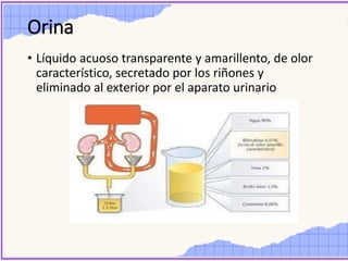 Orina
• Líquido acuoso transparente y amarillento, de olor
característico, secretado por los riñones y
eliminado al exterior por el aparato urinario
 