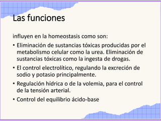 Las funciones
influyen en la homeostasis como son:
• Eliminación de sustancias tóxicas producidas por el
metabolismo celular como la urea. Eliminación de
sustancias tóxicas como la ingesta de drogas.
• El control electrolítico, regulando la excreción de
sodio y potasio principalmente.
• Regulación hídrica o de la volemia, para el control
de la tensión arterial.
• Control del equilibrio ácido-base
 