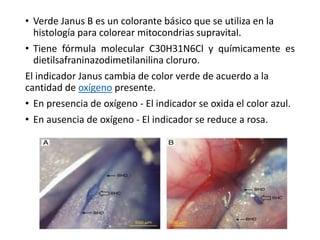 • Verde Janus B es un colorante básico que se utiliza en la
histología para colorear mitocondrias supravital.
• Tiene fórmula molecular C30H31N6Cl y químicamente es
dietilsafraninazodimetilanilina cloruro.
El indicador Janus cambia de color verde de acuerdo a la
cantidad de oxígeno presente.
• En presencia de oxígeno - El indicador se oxida el color azul.
• En ausencia de oxígeno - El indicador se reduce a rosa.
 