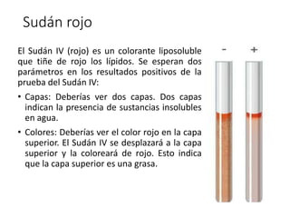 Sudán rojo
El Sudán IV (rojo) es un colorante liposoluble
que tiñe de rojo los lípidos. Se esperan dos
parámetros en los resultados positivos de la
prueba del Sudán IV:
• Capas: Deberías ver dos capas. Dos capas
indican la presencia de sustancias insolubles
en agua.
• Colores: Deberías ver el color rojo en la capa
superior. El Sudán IV se desplazará a la capa
superior y la coloreará de rojo. Esto indica
que la capa superior es una grasa.
 