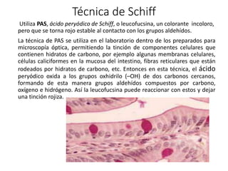 Técnica de Schiff
Utiliza PAS, ácido peryódico de Schiff, o leucofucsina, un colorante incoloro,
pero que se torna rojo estable al contacto con los grupos aldehídos.
La técnica de PAS se utiliza en el laboratorio dentro de los preparados para
microscopía óptica, permitiendo la tinción de componentes celulares que
contienen hidratos de carbono, por ejemplo algunas membranas celulares,
células caliciformes en la mucosa del intestino, fibras reticulares que están
rodeados por hidratos de carbono, etc. Entonces en esta técnica, el ácido
peryódico oxida a los grupos oxhidrilo (–OH) de dos carbonos cercanos,
formando de esta manera grupos aldehídos compuestos por carbono,
oxígeno e hidrógeno. Así la leucofucsina puede reaccionar con estos y dejar
una tinción rojiza.
 