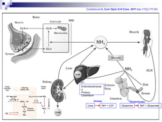 Cordoba et Al, Curr Opin Crit Care. 2011 Apr;17(2):177-83.




Enterobacteriacea
e
Proteus
Clostridium

            Urease                     Glutaminase
     Urea           NH3 + CO2   Glutamine      NH3 + Glutamate
 