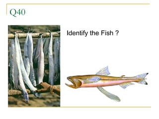 Q40 Identify the Fish ? 