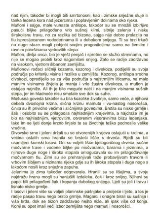 nad njim, također bi mogli biti smrtonosni, kao i zimske snježne oluje ili
tanka ledena kora nad jezercima i poplavljenim dolinama oko rijeka.
Mufloni i sajge, male vunaste antilope, također su se množili izbirljivo
pasući biljke prilagođene vrlo sušnoj klimi, sitnije zelenje i nisku
širokolisnu travu, no za razliku od bizona, sajga nije dobro prolazila na
tlu ispresijecanom vododerinama ili u dubokom snijegu. Ti su brzi trkači
na duge staze mogli pobjeći svojim progoniteljima samo na čvrstim i
ravnim površinama vjetrovitih stepa.
Muflon, divlja ovca, bio je vješt penjač i spretno se služio strminama, no
nije se mogao probiti kroz nagomilani snijeg. Zato se radije zadržavao
na visokom, vjetrom šibanom zemljištu.
Muflonovi rođaci sličniji kozama, kozorog i divokoza, podijelili su svoja
područja po kriteriju visine i razlika u zemljištu. Kozorog, antilopa srodna
divokozi, opredijelio se za viša područja s najstrmijim liticama, na malo
manjim visinama živjela je manja i vrlo žustra divokoza, a muflon je
ostajao najniže. Ali ih je bilo moguće naći i na manjim visinama sušnih
stepa, jer im hladnoće nisu smetale sve dok su suhe.
Mošusna goveda također su bila kozolike životinje, samo veće, a njihova
debela dvoslojna krzna, slična krznu mamuta i vu-nastog nosorošca,
činila su ih prividno većima i sličnijima govedima. Brstila su nisko grmlje i
šaš i osobito su se prilagodila najhladnijim krajevima, a najdraže im je
bio na najhladnijim, vjetrovitim, otvorenim visoravnima blizu ledenjaka.
Iako im se ljeti donje krzno linjalo te su životinje teško podnosile velike
vrućine.
Divovske srne i jeleni držali su se otvorenijih krajeva ostajući u krdima, a
većina ostalih srna hranila se brsteći lišće s drveća. Rjeđi su bili
usamljeni šumski losovi. Oni su voljeli lišće bjelogoričnog drveća, sočne
močvarne trave i vodene biljke po močvarama, barama i jezerima, a
njihove duge noge i široka stopala omogućavala su im prilagođavanje
močvarnom tlu. Zimi su se prehranjivali teže probavljivom travom ili
vrbovim šibljem u nizinama rijeka gdje su ih široka stopala i duge noge s
lakoćom nosili kroz snježne zapuhe.
Jelenima je zima također odgovarala. Hranili su se lišajima, a svoju
najdražu hranu mogli su nanjušiti izdaleka, čak i kroz snijeg. Njihovi su
papci bili prilagođeni čak i kopanju dubokog snijega. Ljeti su jeli i travu i
lisnato nisko grmlje.
I losovi i jeleni više su voljeli planinske pašnjake u proljeće i ljeto, a los je
radije pasao travu nego brstio grmlje. Magarci i onagre birali su sušnija i
viša brda, dok se bizon zadržavao nešto niže, ali ipak više od konja.
Konji su opet imali veći izbor zemljišta nego mamuti i nosorošci.
 