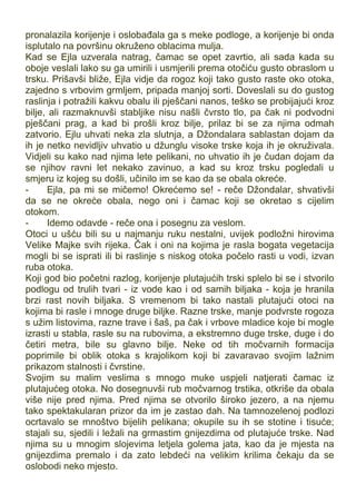pronalazila korijenje i oslobađala ga s meke podloge, a korijenje bi onda
isplutalo na površinu okruženo oblacima mulja.
Kad se Ejla uzverala natrag, čamac se opet zavrtio, ali sada kada su
oboje veslali lako su ga umirili i usmjerili prema otočiću gusto obraslom u
trsku. Prišavši bliže, Ejla vidje da rogoz koji tako gusto raste oko otoka,
zajedno s vrbovim grmljem, pripada manjoj sorti. Doveslali su do gustog
raslinja i potražili kakvu obalu ili pješčani nanos, teško se probijajući kroz
bilje, ali razmaknuvši stabljike nisu našli čvrsto tlo, pa čak ni podvodni
pješčani prag, a kad bi prošli kroz bilje, prilaz bi se za njima odmah
zatvorio. Ejlu uhvati neka zla slutnja, a Džondalara sablastan dojam da
ih je netko nevidljiv uhvatio u džunglu visoke trske koja ih je okruživala.
Vidjeli su kako nad njima lete pelikani, no uhvatio ih je čudan dojam da
se njihov ravni let nekako zavinuo, a kad su kroz trsku pogledali u
smjeru iz kojeg su došli, učinilo im se kao da se obala okreće.
- Ejla, pa mi se mičemo! Okrećemo se! - reče Džondalar, shvativši
da se ne okreće obala, nego oni i čamac koji se okretao s cijelim
otokom.
- Idemo odavde - reče ona i posegnu za veslom.
Otoci u ušću bili su u najmanju ruku nestalni, uvijek podložni hirovima
Velike Majke svih rijeka. Čak i oni na kojima je rasla bogata vegetacija
mogli bi se isprati ili bi raslinje s niskog otoka počelo rasti u vodi, izvan
ruba otoka.
Koji god bio početni razlog, korijenje plutajućih trski splelo bi se i stvorilo
podlogu od trulih tvari - iz vode kao i od samih biljaka - koja je hranila
brzi rast novih biljaka. S vremenom bi tako nastali plutajući otoci na
kojima bi rasle i mnoge druge biljke. Razne trske, manje podvrste rogoza
s užim listovima, razne trave i šaš, pa čak i vrbove mladice koje bi mogle
izrasti u stabla, rasle su na rubovima, a ekstremno duge trske, duge i do
četiri metra, bile su glavno bilje. Neke od tih močvarnih formacija
poprimile bi oblik otoka s krajolikom koji bi zavaravao svojim lažnim
prikazom stalnosti i čvrstine.
Svojim su malim veslima s mnogo muke uspjeli natjerati čamac iz
plutajućeg otoka. No dosegnuvši rub močvarnog trstika, otkriše da obala
više nije pred njima. Pred njima se otvorilo široko jezero, a na njemu
tako spektakularan prizor da im je zastao dah. Na tamnozelenoj podlozi
ocrtavalo se mnoštvo bijelih pelikana; okupile su ih se stotine i tisuće;
stajali su, sjedili i ležali na grmastim gnijezdima od plutajuće trske. Nad
njima su u mnogim slojevima letjela golema jata, kao da je mjesta na
gnijezdima premalo i da zato lebdeći na velikim krilima čekaju da se
oslobodi neko mjesto.
 