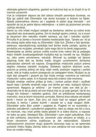 uklanjale golemim stopalima, gosteći se kukcima koji su tu živjeli ili su ih
mamuti uznemirili.
Vuk je cviljenjem objavio da želi izbliza istražiti zanimljive životinje, no
Ejla ga zadrži dok Džondalar nije donio konopac iz košare na Njiski.
Sijeda predvodnica okrenu se i pogleda ih jedan dugi trenutak - oni
opaziše da joj je jedna kljova odlomljena - a zatim joj pozornost privuku
važnija zbivanja.
Samo su vrlo mladi mužjaci ostajali sa ženkama; obično su rodno krdo
napuštali oko dvanaeste godine, čim bi dostigli spolnu zrelost, no s ovom
je skupinom bilo nekoliko mladih samaca, pa čak i nekoliko starijih.
Privukla ih je ženka s krznom duboko kestenjaste boje. Tjerala se i to je
bio razlog cijele strke koju su Džondalar i Ejla čuli. Ženka u fazi tjeranja,
oestrusa, reproduktivnog razdoblja kad ženka može zanijeti, spolno je
privlačila sve mužjake, ponekad i jače nego što bi to ženki odgovaralo.
Kestenjasta se ženka upravo vratila svome krdu nakon što je pobjegla
trojici mladih dvadesetgodišnjih mužjaka koji su navalili na nju. Mužjaci
su, iako samo privremeno, odustali. Mirovali su podalje od tijesno
zbijenog krda dok se ženka među drugim uznemirenim ženkama
pokušavala odmoriti od napora. Dvogodišnje mladunče požuri prema
objektu interesa odraslih mužjaka. Dočekan nježnim dodirom surle,
požurio je prema jednoj od dviju dojki među prednjim nogama i počeo
sisati, dok je majka surlom posegnula za zalogajem trave. Mužjaci su je
cijeli dan progonili i gnjavili pa nije imala mnogo vremena za nahraniti
mladunče i samu sebe. A ni kasnije neće biti znatno više vremena.
Mužjak srednje veličine prišao je krdu i surlom počeo dirati i njuškati
ispod repa i između stražnjih nogu sve ženke po redu, kušajući njihovu
spremnost. Njegova je veličina - jer mamut raste sve dok je živ -
ukazivala na to da je,stariji od one trojice koji su je prije ganjali i da bi mu
moglo biti trideset i nekoliko godina. Dok se približavao kestenjastoj
mamutici, ona je brzim koracima uzmicala. Mamut brzo odusta od ostalih
ženki i krene za njom. Ejla zinu od čuda kad se njegov golemi ud
izvukao iz korica i počeo bubriti i zavijati se u dugi vijugavi oblik.
Džondalar začu Ejlin uzdah i pogleda je. Pogledi im se susretoše s
jednako začuđenim i uzbuđenim pogledima. Iako su oboje već bili u lovu
na mamute, nisu imali prilike često gledati ih iz tolike blizine, a napose
ne kako se pare. Gledajući Ejlu, Džondalar i sam osjeti uzbuđenje. Ona
je bila ushićena, zacrvenila se, otvorenih usta ubrzano je disala, a u
širom otvorenim očima svjetlucao je žar radoznalosti. Očarani
veličanstvenim prizorom dvaju golemih stvorenja koja su se spremala
počastiti Veliku Majku Zemlju kako to ona zahtjeva od sve svoje djece,
brzo se vratiše natrag.
 
