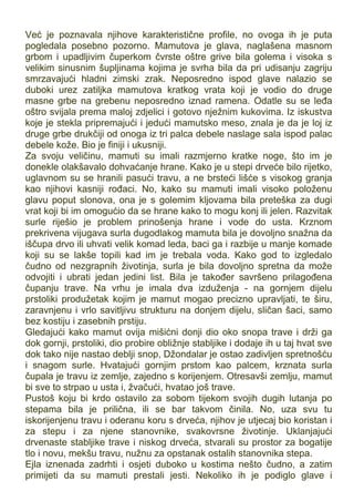 Već je poznavala njihove karakteristične profile, no ovoga ih je puta
pogledala posebno pozorno. Mamutova je glava, naglašena masnom
grbom i upadljivim čuperkom čvrste oštre grive bila golema i visoka s
velikim sinusnim šupljinama kojima je svrha bila da pri udisanju zagriju
smrzavajući hladni zimski zrak. Neposredno ispod glave nalazio se
duboki urez zatiljka mamutova kratkog vrata koji je vodio do druge
masne grbe na grebenu neposredno iznad ramena. Odatle su se leđa
oštro svijala prema maloj zdjelici i gotovo nježnim kukovima. Iz iskustva
koje je stekla pripremajući i jedući mamutsko meso, znala je da je loj iz
druge grbe drukčiji od onoga iz tri palca debele naslage sala ispod palac
debele kože. Bio je finiji i ukusniji.
Za svoju veličinu, mamuti su imali razmjerno kratke noge, što im je
donekle olakšavalo dohvaćanje hrane. Kako je u stepi drveće bilo rijetko,
uglavnom su se hranili pasući travu, a ne brsteći lišće s visokog granja
kao njihovi kasniji rođaci. No, kako su mamuti imali visoko položenu
glavu poput slonova, ona je s golemim kljovama bila preteška za dugi
vrat koji bi im omogućio da se hrane kako to mogu konj ili jelen. Razvitak
surle riješio je problem prinošenja hrane i vode do usta. Krznom
prekrivena vijugava surla dugodlakog mamuta bila je dovoljno snažna da
iščupa drvo ili uhvati velik komad leda, baci ga i razbije u manje komade
koji su se lakše topili kad im je trebala voda. Kako god to izgledalo
čudno od nezgrapnih životinja, surla je bila dovoljno spretna da može
odvojiti i ubrati jedan jedini list. Bila je također savršeno prilagođena
čupanju trave. Na vrhu je imala dva izduženja - na gornjem dijelu
prstoliki produžetak kojim je mamut mogao precizno upravljati, te širu,
zaravnjenu i vrlo savitljivu strukturu na donjem dijelu, sličan šaci, samo
bez kostiju i zasebnih prstiju.
Gledajući kako mamut ovija mišićni donji dio oko snopa trave i drži ga
dok gornji, prstoliki, dio probire obližnje stabljike i dodaje ih u taj hvat sve
dok tako nije nastao deblji snop, Džondalar je ostao zadivljen spretnošću
i snagom surle. Hvatajući gornjim prstom kao palcem, krznata surla
čupala je travu iz zemlje, zajedno s korijenjem. Otresavši zemlju, mamut
bi sve to strpao u usta i, žvačući, hvatao još trave.
Pustoš koju bi krdo ostavilo za sobom tijekom svojih dugih lutanja po
stepama bila je prilična, ili se bar takvom činila. No, uza svu tu
iskorijenjenu travu i oderanu koru s drveća, njihov je utjecaj bio koristan i
za stepu i za njene stanovnike, svakovrsne životinje. Uklanjajući
drvenaste stabljike trave i niskog drveća, stvarali su prostor za bogatije
tlo i novu, mekšu travu, nužnu za opstanak ostalih stanovnika stepa.
Ejla iznenada zadrhti i osjeti duboko u kostima nešto čudno, a zatim
primijeti da su mamuti prestali jesti. Nekoliko ih je podiglo glave i
 