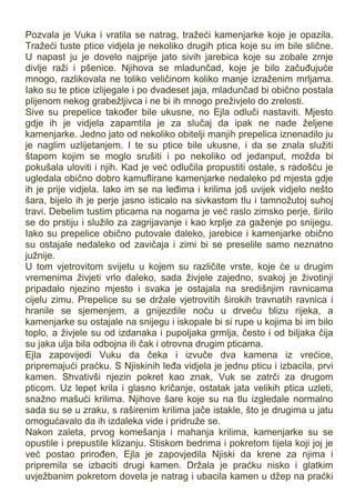 Pozvala je Vuka i vratila se natrag, tražeći kamenjarke koje je opazila.
Tražeći tuste ptice vidjela je nekoliko drugih ptica koje su im bile slične.
U napast ju je dovelo najprije jato sivih jarebica koje su zobale zrnje
divlje raži i pšenice. Njihova se mladunčad, koje je bilo začuđujuće
mnogo, razlikovala ne toliko veličinom koliko manje izraženim mrljama.
Iako su te ptice izlijegale i po dvadeset jaja, mladunčad bi obično postala
plijenom nekog grabežljivca i ne bi ih mnogo preživjelo do zrelosti.
Sive su prepelice također bile ukusne, no Ejla odluči nastaviti. Mjesto
gdje ih je vidjela zapamtila je za slučaj da ipak ne nade željene
kamenjarke. Jedno jato od nekoliko obitelji manjih prepelica iznenadilo ju
je naglim uzlijetanjem. I te su ptice bile ukusne, i da se znala služiti
štapom kojim se moglo srušiti i po nekoliko od jedanput, možda bi
pokušala uloviti i njih. Kad je već odlučila propustiti ostale, s radošću je
ugledala obično dobro kamuflirane kamenjarke nedaleko pd mjesta gdje
ih je prije vidjela. Iako im se na leđima i krilima još uvijek vidjelo nešto
šara, bijelo ih je perje jasno isticalo na sivkastom tlu i tamnožutoj suhoj
travi. Debelim tustim pticama na nogama je već raslo zimsko perje, širilo
se do prstiju i služilo za zagrijavanje i kao krplje za gaženje po snijegu.
Iako su prepelice obično putovale daleko, jarebice i kamenjarke obično
su ostajale nedaleko od zavičaja i zimi bi se preselile samo neznatno
južnije.
U tom vjetrovitom svijetu u kojem su različite vrste, koje će u drugim
vremenima živjeti vrlo daleko, sada živjele zajedno, svakoj je životinji
pripadalo njezino mjesto i svaka je ostajala na središnjim ravnicama
cijelu zimu. Prepelice su se držale vjetrovitih širokih travnatih ravnica i
hranile se sjemenjem, a gnijezdile noću u drveću blizu rijeka, a
kamenjarke su ostajale na snijegu i iskopale bi si rupe u kojima bi im bilo
toplo, a živjele su od izdanaka i pupoljaka grmlja, često i od biljaka čija
su jaka ulja bila odbojna ili čak i otrovna drugim pticama.
Ejla zapovijedi Vuku da čeka i izvuče dva kamena iz vrećice,
pripremajući praćku. S Njiskinih leđa vidjela je jednu pticu i izbacila, prvi
kamen. Shvativši njezin pokret kao znak, Vuk se zatrči za drugom
pticom. Uz lepet krila i glasno kričanje, ostatak jata velikih ptica uzleti,
snažno mašući krilima. Njihove šare koje su na tlu izgledale normalno
sada su se u zraku, s raširenim krilima jače istakle, što je drugima u jatu
omogućavalo da ih izdaleka vide i pridruže se.
Nakon zaleta, prvog komešanja i mahanja krilima, kamenjarke su se
opustile i prepustile klizanju. Stiskom bedrima i pokretom tijela koji joj je
već postao prirođen, Ejla je zapovjedila Njiski da krene za njima i
pripremila se izbaciti drugi kamen. Držala je praćku nisko i glatkim
uvježbanim pokretom dovela je natrag i ubacila kamen u džep na praćki
 