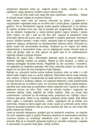 otmjenom lakoćom krdo se, vidjevši konje i ljude, udaljilo i to ne
uplašeno, nego oprezno, brsteći usput vrbovo lišće.
- I meni se čine malo veći nego što sam očekivala - reče Ejla. - Nikad
ih dosad nisam vidjela iz ovakove blizine.
Iako samo malo veći od losova, divovski su jeleni, s golemim i
razgranatim rogovljem koje im se širilo oko i iznad glava, izgledali doista
golemi. Te su fantastične rogove svake godine odbacivali, a na njihovu
bi mjestu izrastao novi par, koji bi postao još razgranatiji. Događalo se
da na starijim mužjacima u samo jednoj godini rogovi izrastu i preko
četiri metra, no čak i kad su bili bez njih, najveći bi pripadnici krda
divovskih jelena bili puno veći u usporedbi s ostalim jelenima. Kovrčavo
krzno i snažni rameni i vratni mišići, razvijeni kako bi mogli nositi težinu
golemim rogova, pridonosili su impresivnosti njihova stasa. Divovski su
jeleni inače bili ravničarske životinje. Čudesni su im rogovi bili veliko
opterećenje u šumovitom kraju, pa su izbjegavali svako drveće koje je
veće od grmlja; neki su čak uginuli od gladi kad bi im veličanstveno
rogovlje zapelo u granje drveća.
Stigavši do rijeke, Ejla i Džondalar stadoše kako bi proučili okolicu i
izabrali najbolje mjesto za prijelaz. Rijeka je bila duboka, a veliko je
stijenje ponegdje stvaralo brzice. Pogledali su dio uzvodno i nizvodno,
no izgledalo je nadaleko jednako. Na kraju odlučiše prijeći na mjestu na
kojem im se učini da ima razmjerno malo stijenja.
Sjahali su, privezali bočne putne košare konjima više na leđa i u njih
stavili toplu odjeću koju su ujutro odjenuli. Džondalar skine svoju košulju
bez rukava, a Ejla je namjeravala sa sebe skinuti sve, kako poslije ne bi
morala brinuti o sušenju odjeće, no osjetivši hladnoću vode predomislila
se. Naviknula se na hladnu vodu, no ova brza rijeka bila je zaista ledena,
otprilike kao voda koju je prethodne večeri ostavila vani i ujutro je našla s
ledenom korom na vrhu. Čak i kad se smoče, tunika i nogavice od
mekane jelenje kože zadržat će nešto topline. Oba su konja bila
uznemirena i uzmicali su od mokrog ruba, propinjući se i njišteći, ržući i
mašući glavama. Kako bi joj olakšala prelazak preko rijeke, Ejla Njiski
stavi oglav s kožnatim povocem. Zatim, osjećajući da je kobila sve
nemirnija, mlada je žena zagrli oko vrata i poče je umirivati samo njima
dvjema poznatim jezikom koji je sama stvorila još dok su njih dvije bile
jedini stanovnici Doline.
Jezik je stvorila nesvjesno, gradeći ga na složenim znacima, no najviše
na onih nekoliko riječi iz jezika Plemena dodavši im besmislene ritmične
zvukove kojima su značenje određivali ona i njezin sin kako su ih
stvarali. Bilo je tu konjskih glasanja kojima je uhvatila značenje i uspjela
ih oponašati, te poneki lavlji glas, i ptičji zvižduk.
 