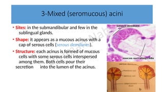 Comprehensive Overview of Salivary Glands and Their Functions in Oral ...