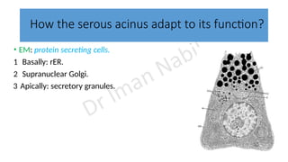 Comprehensive Overview of Salivary Glands and Their Functions in Oral ...