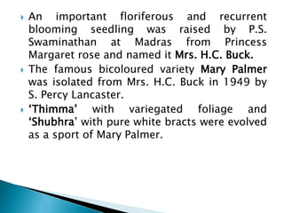  An important floriferous and recurrent
blooming seedling was raised by P.S.
Swaminathan at Madras from Princess
Margaret rose and named it Mrs. H.C. Buck.
 The famous bicoloured variety Mary Palmer
was isolated from Mrs. H.C. Buck in 1949 by
S. Percy Lancaster.
 ‘Thimma’ with variegated foliage and
‘Shubhra’ with pure white bracts were evolved
as a sport of Mary Palmer.
 
