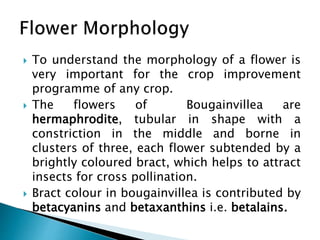  To understand the morphology of a flower is
very important for the crop improvement
programme of any crop.
 The flowers of Bougainvillea are
hermaphrodite, tubular in shape with a
constriction in the middle and borne in
clusters of three, each flower subtended by a
brightly coloured bract, which helps to attract
insects for cross pollination.
 Bract colour in bougainvillea is contributed by
betacyanins and betaxanthins i.e. betalains.
 