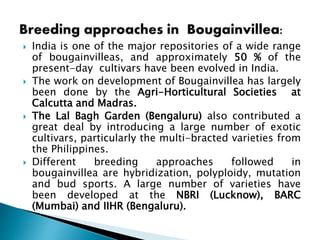  India is one of the major repositories of a wide range
of bougainvilleas, and approximately 50 % of the
present-day cultivars have been evolved in India.
 The work on development of Bougainvillea has largely
been done by the Agri-Horticultural Societies at
Calcutta and Madras.
 The Lal Bagh Garden (Bengaluru) also contributed a
great deal by introducing a large number of exotic
cultivars, particularly the multi-bracted varieties from
the Philippines.
 Different breeding approaches followed in
bougainvillea are hybridization, polyploidy, mutation
and bud sports. A large number of varieties have
been developed at the NBRI (Lucknow), BARC
(Mumbai) and IIHR (Bengaluru).
 