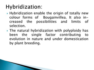  Hybridization enable the origin of totally new
colour forms of Bougainvillea. It also in-
creased the possibilities and limits of
selection.
 The natural hybridization with polyploidy has
been the single factor contributing to
evolution in nature and under domestication
by plant breeding.
 