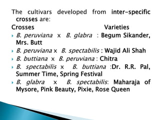 The cultivars developed from inter-specific
crosses are:
Crosses Varieties
 B. peruviana x B. glabra : Begum Sikander,
Mrs. Butt
 B. peruviana x B. spectabilis : Wajid Ali Shah
 B. buttiana x B. peruviana : Chitra
 B. spectabilis x B. buttiana :Dr. R.R. Pal,
Summer Time, Spring Festival
 B. glabra x B. spectabilis: Maharaja of
Mysore, Pink Beauty, Pixie, Rose Queen
 